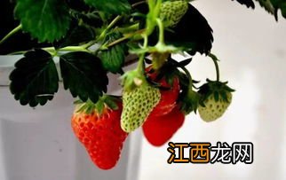 草莓盆栽种植方法