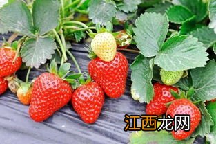 草莓分几种品种