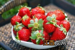 草莓的生长过程