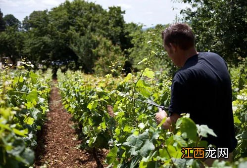 葡萄需要剪枝吗