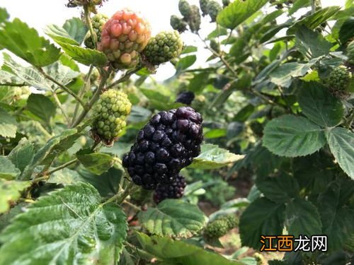 树莓和黑莓的区别