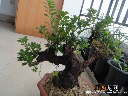 杨梅盆景的种植方法