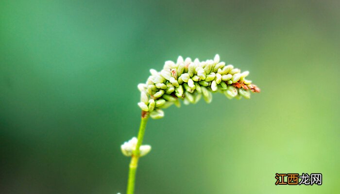 荞麦花的花语是什么 荞麦花的花语