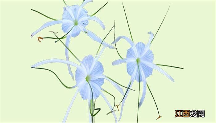 蜘蛛兰开花后为什么剪掉叶子 蜘蛛兰开花后为什么剪掉