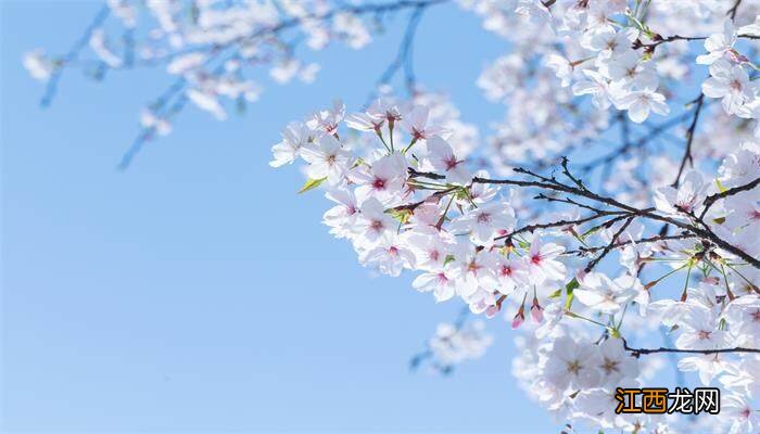 过期牛奶能浇花吗?适合浇什么花 过期牛奶能浇花吗