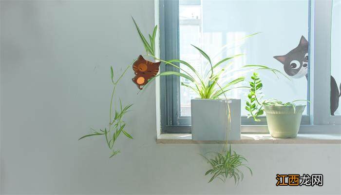 吊兰夏季可以移栽吗视频 吊兰夏季可以移栽吗