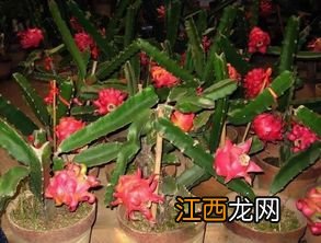 火龙果为什么不开花不结果