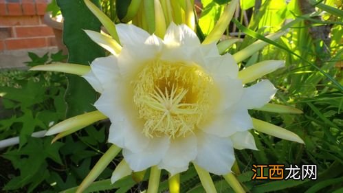 火龙果为什么不开花不结果