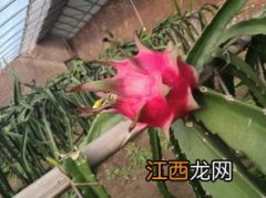 火龙果北方种植用生暖气吗