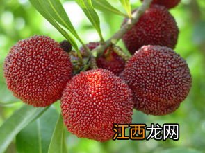 杨梅在端午节前成熟吗