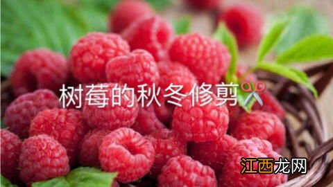 树莓冬天用剪枝吗