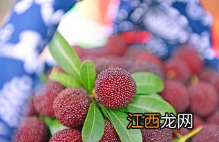 杨梅的生长周期是多长