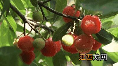 杨梅外形颜色味道特点