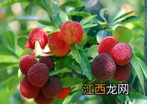 杨梅不结果是什么原因