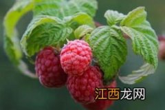 树莓的修剪方法