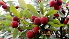 杨梅种植技术和管理