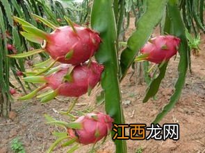 火龙果溃疡病病原