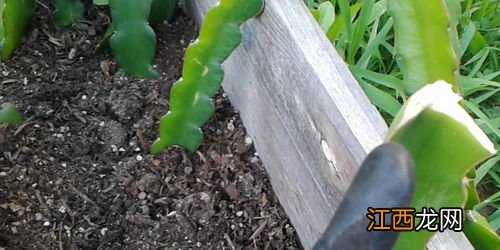 火龙果从幼苗到长到结果需要多长时间