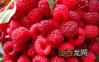 树莓什么时候成熟