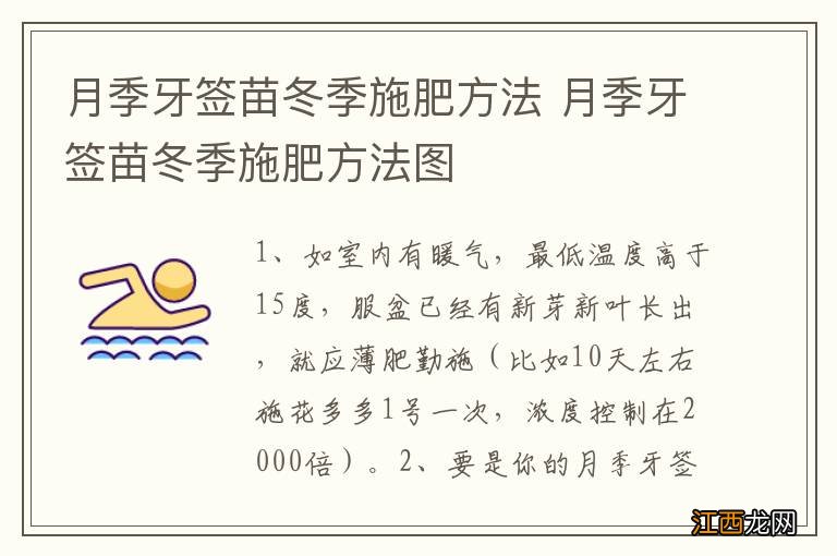 月季牙签苗冬季施肥方法 月季牙签苗冬季施肥方法图