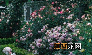 月季花换盆方法和注意事项 月季花换盆方法和注意事项视频