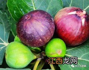 无花果开花吗