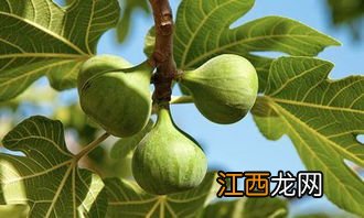 无花果开花吗