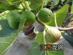 无花果什么时候扦插