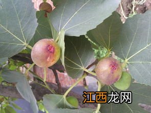 无花果掉叶子怎么回事