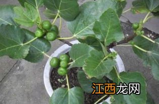 无花果盆栽冬天能冻死吗