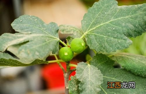 无花果冬季可以扦插吗