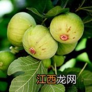 无花果栽培与管理技术