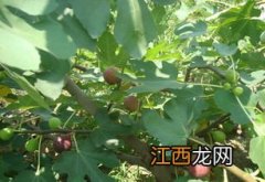 无花果发芽什么时候施肥