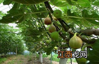 无花果发芽什么时候施肥