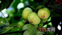 无花果靠什么传播花粉