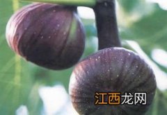 无花果三代紫果有什么优点