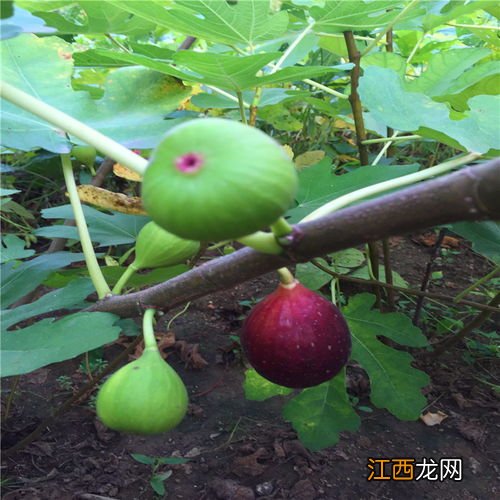 无花果冬季防冻方法