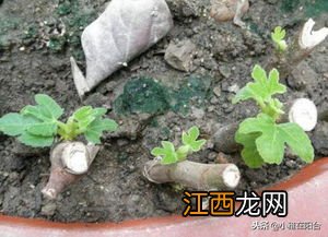 无花果冬季防冻方法