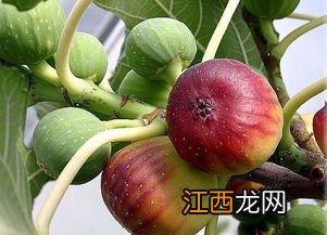 无花果冬季防冻方法