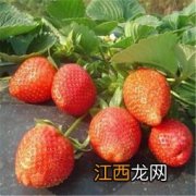 草莓冷冻苗是什么意思