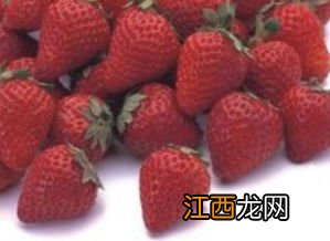 草莓冷冻苗是什么意思