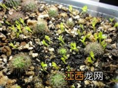 火龙果从种植到结果需要多长时间