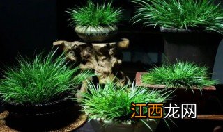 怎样给菖蒲换盆 菖蒲换盆方法及注意事项