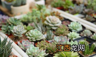 秋分前后可以种哪些植物 秋分前后可以种哪些植物呢