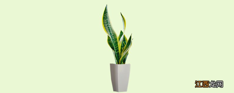 虎皮兰快速爆盆的3个小妙招 虎皮兰在室内多久浇一次水