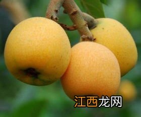 枇杷几月份上市