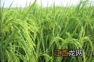 水稻开花一般什么时侯