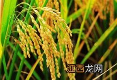 水稻龙15多少积温