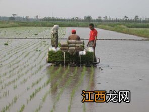 水稻可以机器插秧吗