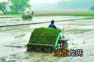 水稻可以机器插秧吗